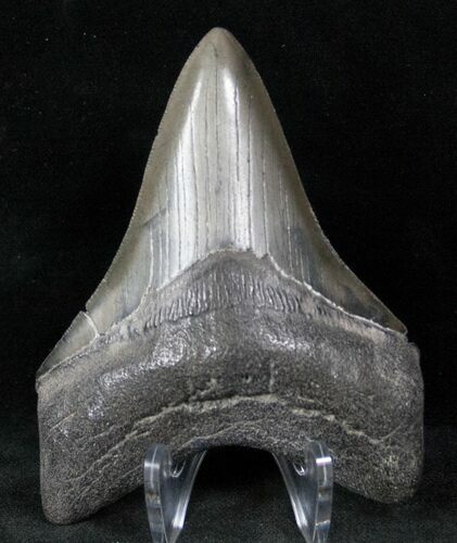Fossil Megalodon Tooth - Medway Sound #12830
